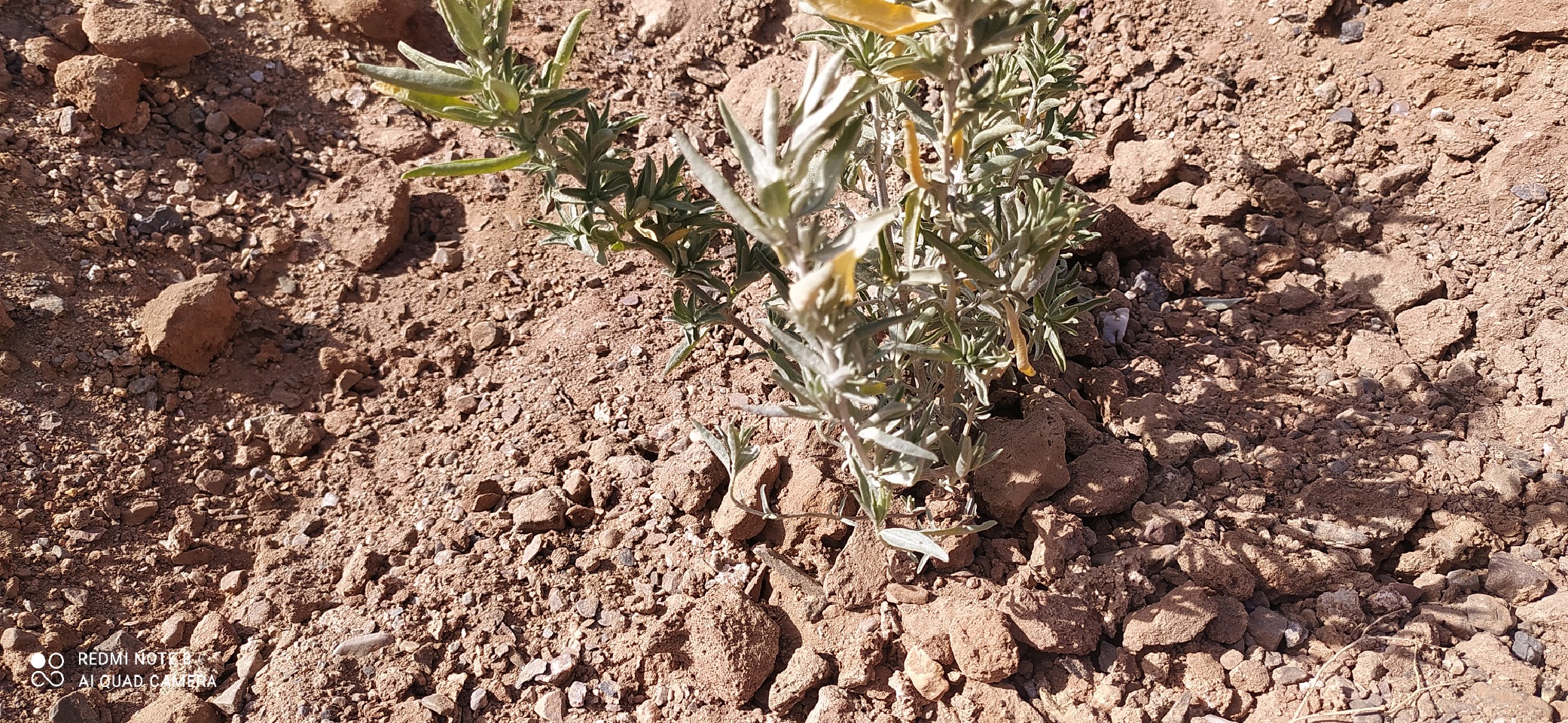 کاشت نهال در عرصه&zwnj;های بیابانی عشق آباد