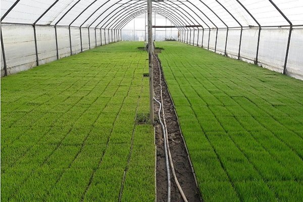 فعالیت ۲۲ بانک نشا برنج در ساری