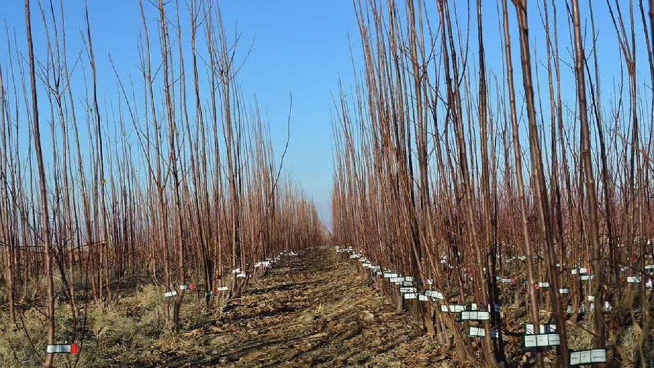 توزیع ۸۰۰ هزار اصله نهال مثمر در چهارمحال و بختیاری توزیع ۸۰۰ هزار اصله نهال مثمر در چهارمحال و بختیاری