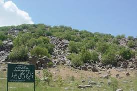 افزایش ۲ برابری ذخیره گاههای جنگلی چهارمحال و بختیاری افزایش ۲ برابری ذخیره گاههای جنگلی چهارمحال و بختیاری