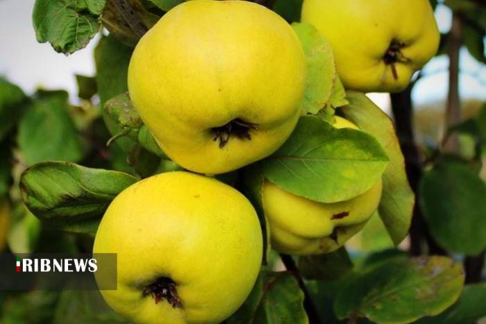 برخی از فواید مصرف 