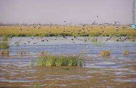احیای تالاب بین المللی قوپی باباعلی شهرستان مهاباد احیای تالاب بین المللی قوپی باباعلی شهرستان مهاباد