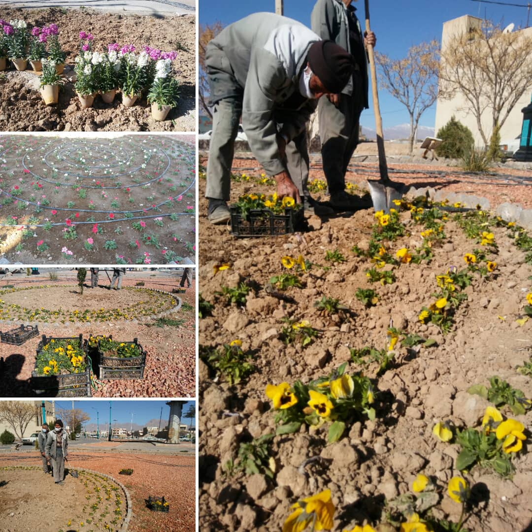 کاشت ۳۰ هزار گل در مهریز کاشت ۳۰ هزار گل در مهریز