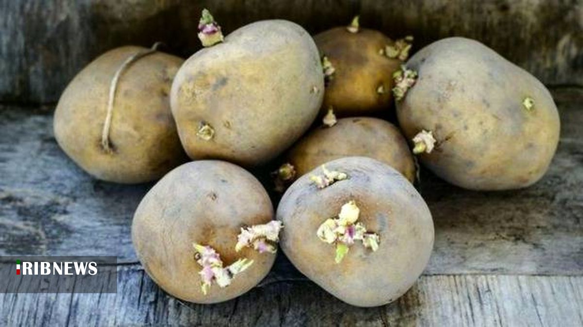 سیب زمینی سیب زمینی