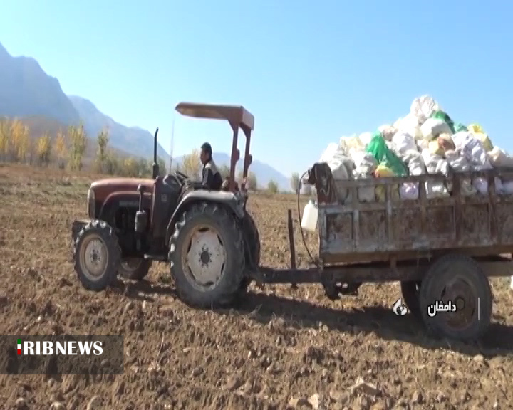 سیب زمینی سیب زمینی