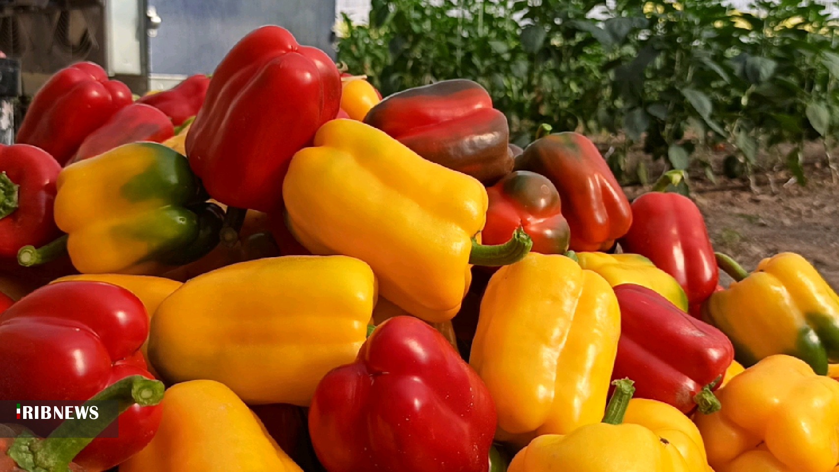 تولید ۱۴۰ تُن فلفل دلمه‌ای در بهمئی