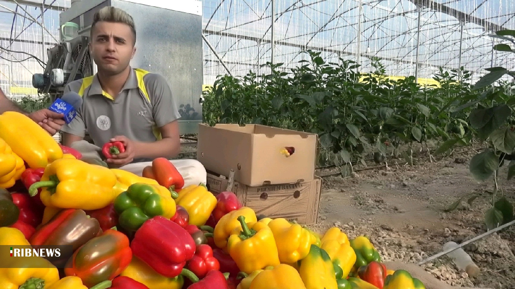 تولید ۱۴۰ تُن فلفل دلمه‌ای در بهمئی