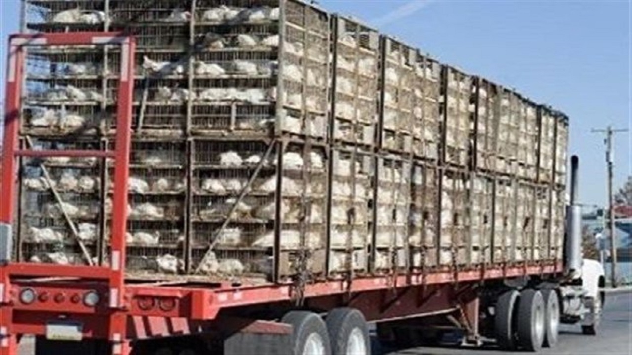 توقیف ۲۱ کامیونت و کامیون حامل مرغ زنده درگلپایگان توقیف ۲۱ کامیونت و کامیون حامل مرغ زنده درگلپایگان
