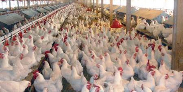 کشف بیش از هزار قطعه مرغ زنده قاچاق در تفت کشف بیش از هزار قطعه مرغ زنده قاچاق در تفت