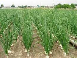 کشاورزان جنوب کرمان را دریابیم