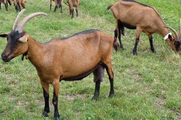 موافقت سازمان جهانی فائو با اجرای طرح پرورش بز نژاد عدنی در استان بوشهر موافقت سازمان جهانی فائو با اجرای طرح پرورش بز نژاد عدنی در استان بوشهر