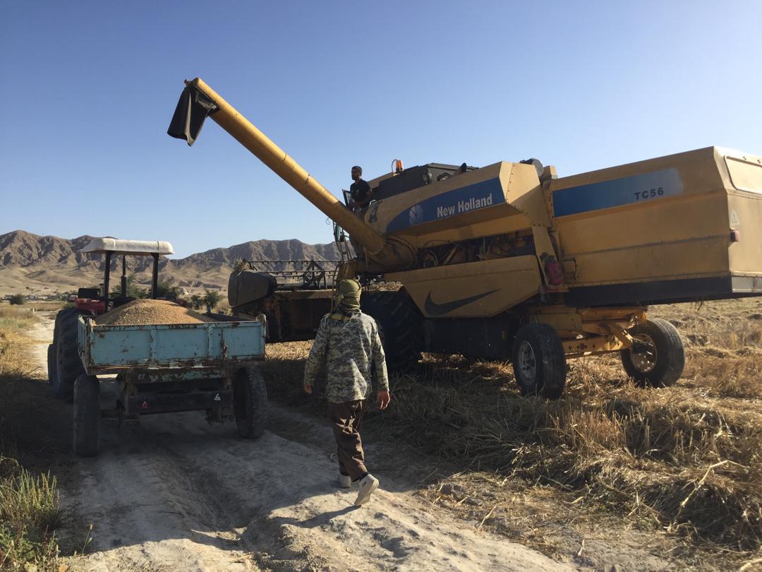 آغاز برداشت گندم در شهرستان بستک