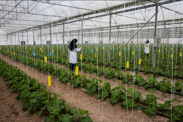افزایش سطح گلخانههای استان بوشهر به ۵۱۰ هکتار در سال ۹۹ افزایش سطح گلخانههای استان بوشهر به ۵۱۰ هکتار در سال ۹۹