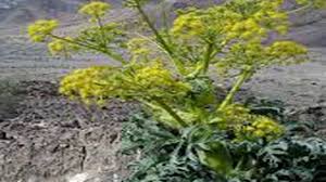 کاشت گیاهان دارویی آنغوزه و باریجه در اراضی ملی آباده کاشت گیاهان دارویی آنغوزه و باریجه در اراضی ملی آباده