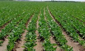 حمایت جهاد کشاورزی از کاشت چغندر قند در فارس حمایت جهاد کشاورزی از کاشت چغندر قند در فارس