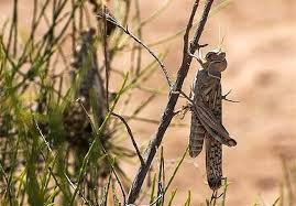 کنترل ملخ‌ها به خوزستان