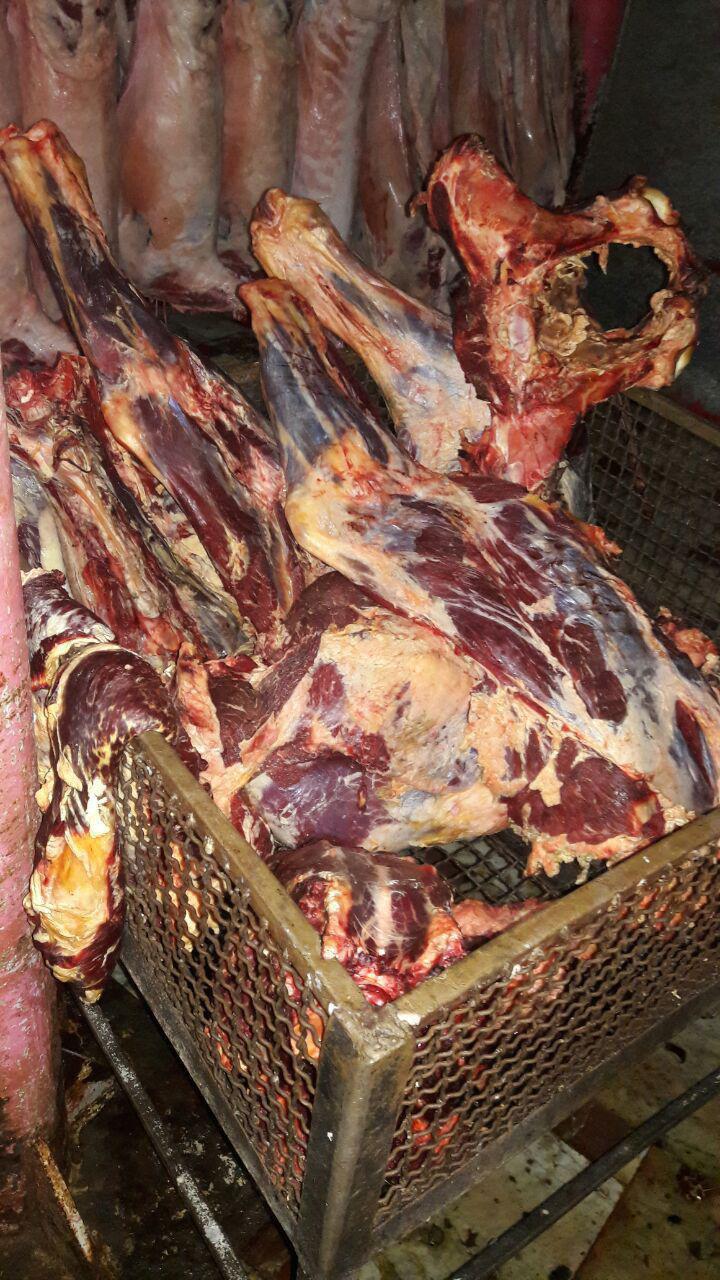 معدوم کردن لاشه یک رأس گاو در کشتارگاه بشرویه معدوم کردن لاشه یک رأس گاو در کشتارگاه بشرویه