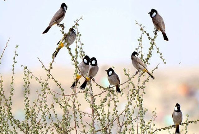 آواز در اسارت