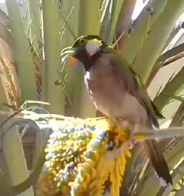 آواز در اسارت