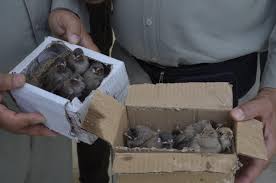 آواز در اسارت