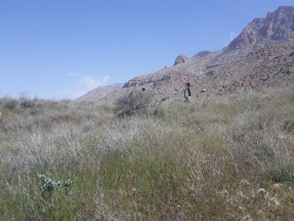 قاچاقچیان فرآورده گیاه دارویی زیر ذربین قاچاقچیان فرآورده گیاه دارویی زیر ذربین