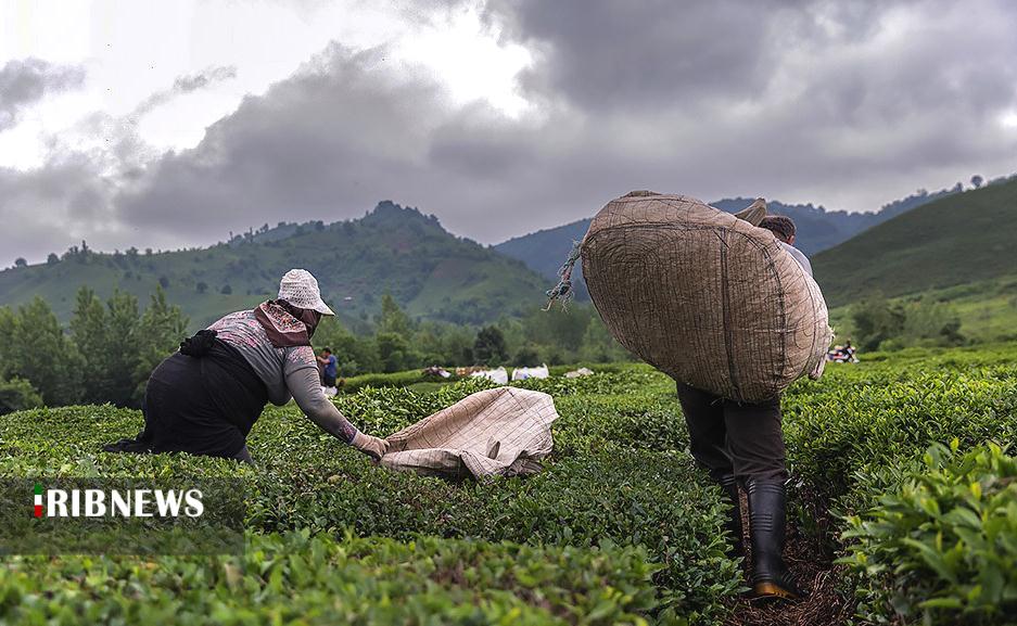 بازگشت چای به روزهای دبش تولید
