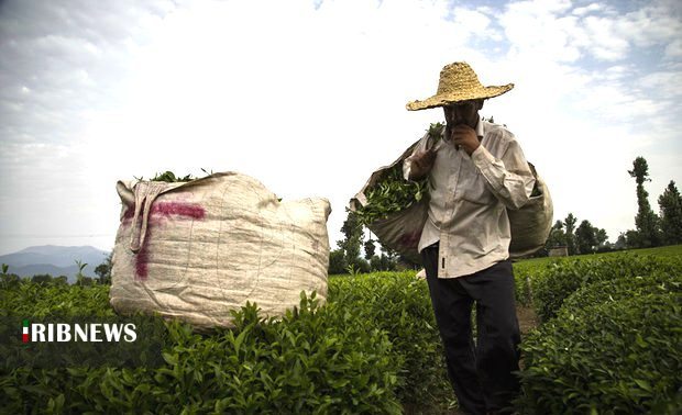 بازگشت چای به روزهای دبش تولید