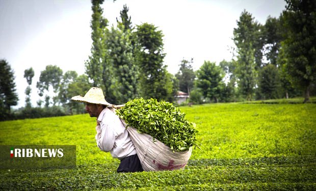 بازگشت چای به روزهای دبش تولید