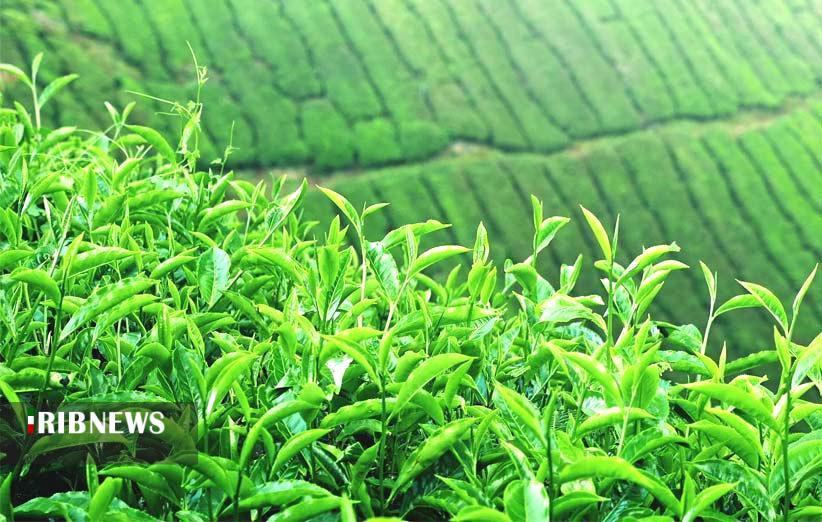 بازگشت چای به روزهای دبش تولید