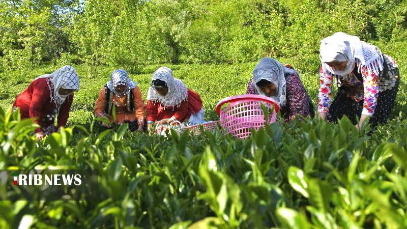 بازگشت چای به روزهای دبش تولید