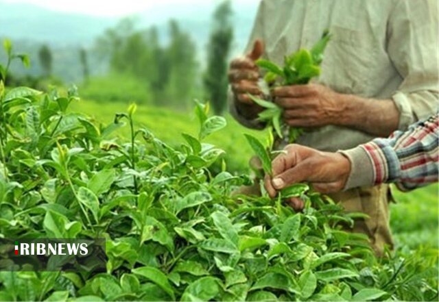 بازگشت چای به روز‌های دبش تولید