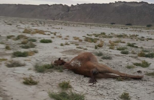 علت تلف شدن شترها در جاسک در انتظار نتیجه آزمایشگاه