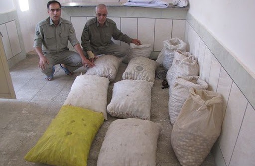 سود سرشار با کیسه&zwnj;ای پر از گیاه