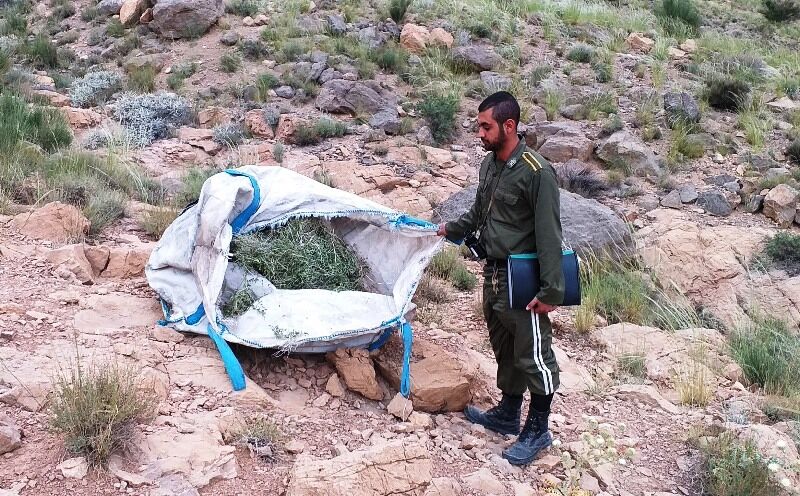 سود سرشار با کیسه&zwnj;ای پر از گیاه