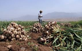 برداشت سیر محلی در بندرلنگه برداشت سیر محلی در بندرلنگه