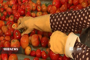 رکود قیمت، آفت محصولات کشاورزی در جنوب کرمان