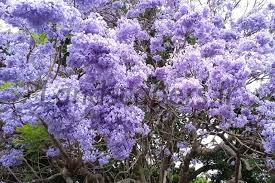 کشت پالونیا منوط به اعلام نتیجه موسسه تحقیقات جنگل ها