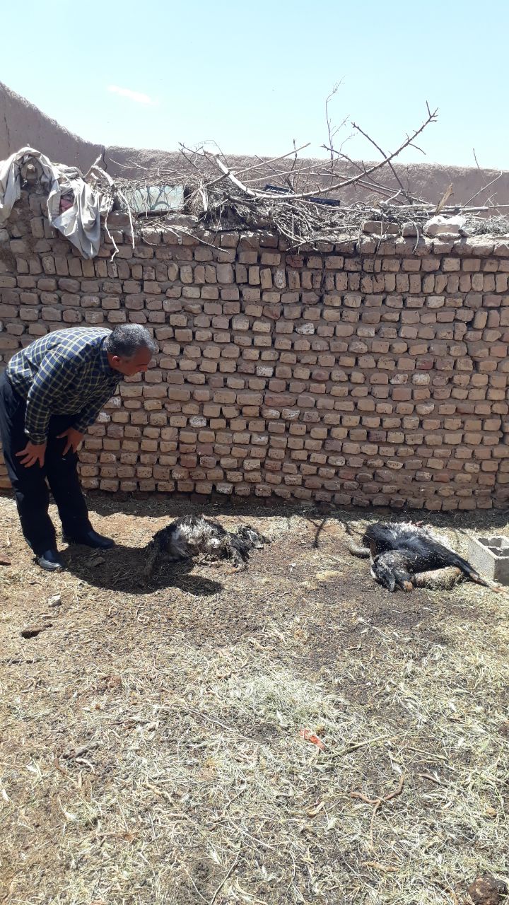 حمله گرگ به دامداری در بادرود حمله گرگ به دامداری در بادرود