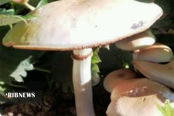 قارج هم، گاهی رنگ مرگ می گیرد