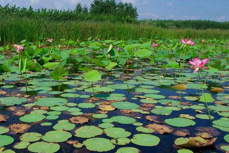 تالابی که آب میرود تالابی که آب میرود