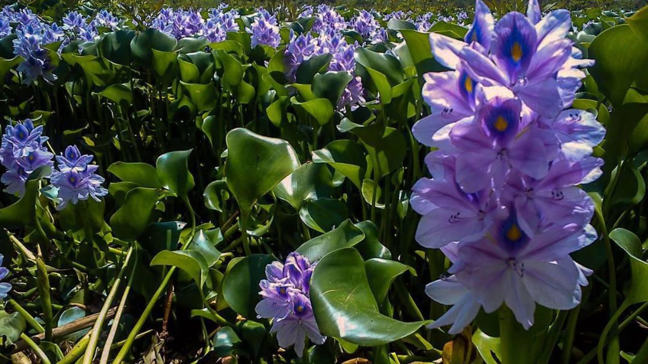 تالابی که آب میرود تالابی که آب میرود