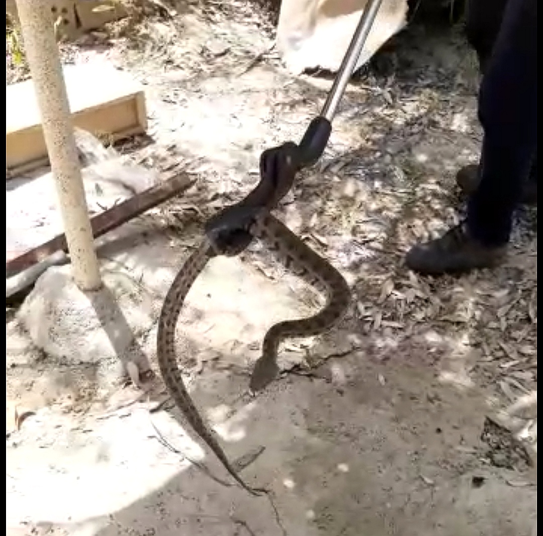 زنده گیری سمی ترین مار ایران در شوشتر زنده گیری سمی ترین مار ایران در شوشتر