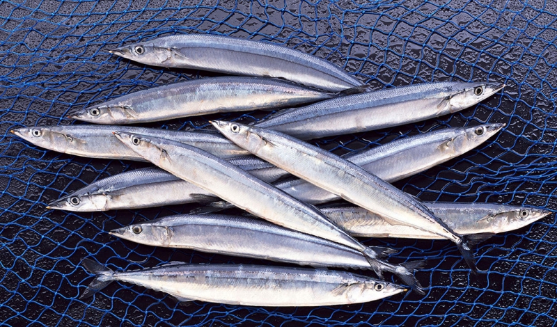 ممنوعیت صید کیلکا در گیلان ممنوعیت صید کیلکا در گیلان