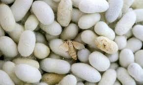 سرمازدگی سد راه صنعت نوغانداری در جوین سرمازدگی سد راه صنعت نوغانداری در جوین