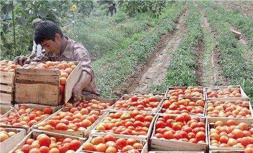 آغاز خرید حمایتی گوجهفرنگی در کرمان آغاز خرید حمایتی گوجهفرنگی در کرمان