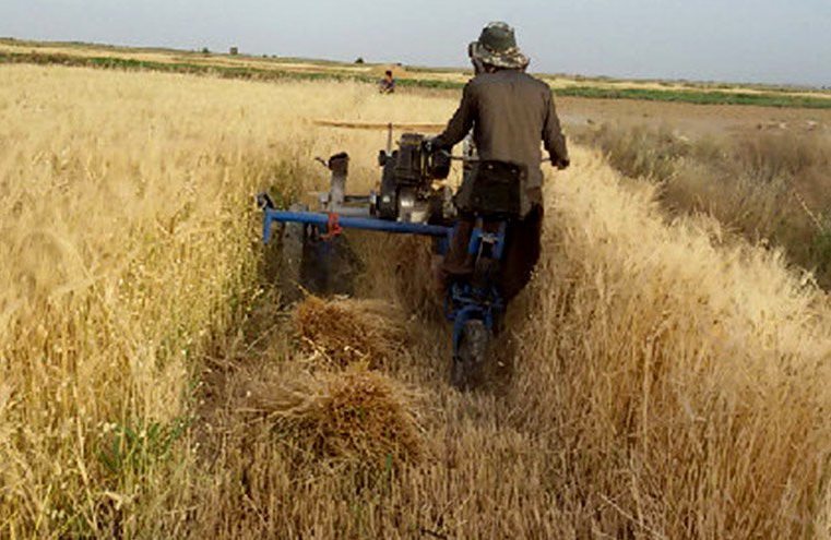 آغاز خرید تضمینی جو از بهره برداران در استان اصفهان آغاز خرید تضمینی جو از بهره برداران در استان اصفهان