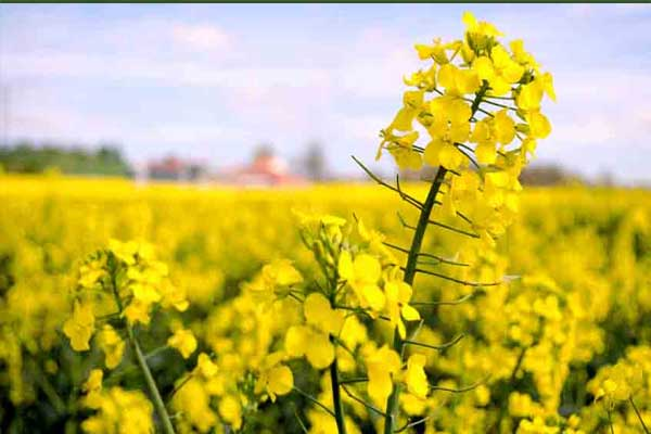 آغاز برداشت مکانیزه کلزا در تایباد