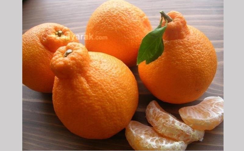گرانترین و خاصترین میوههای جهان را بشناسید + تصاویر گرانترین و خاصترین میوههای جهان را بشناسید + تصاویر