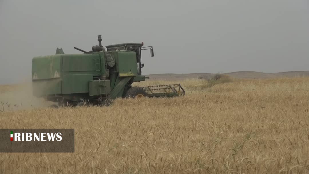 برداشت گندم در بیش از ۱۰ هزار هکتار از اراضی چرام