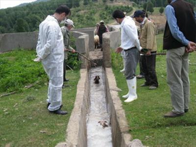 مشاهده تب کریمه کنگو در برخی از نقاط مازندران